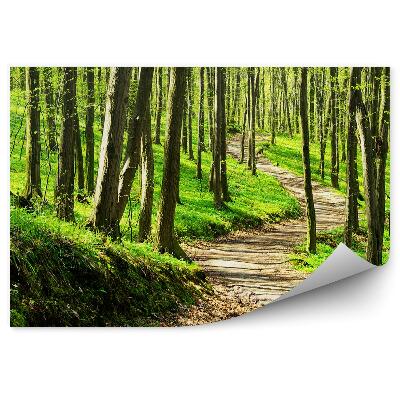 Fototapeta Vyšliapaná cesta zem hustý les stromov