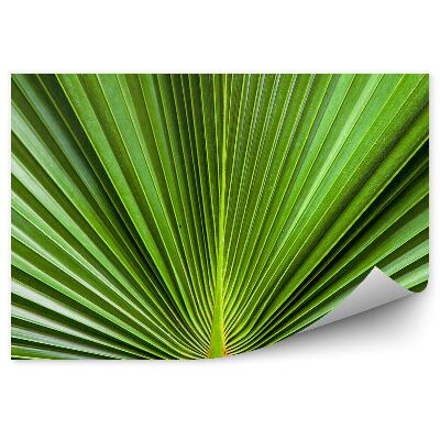Fototapeta na stenu Zelený list rozložený exotický
