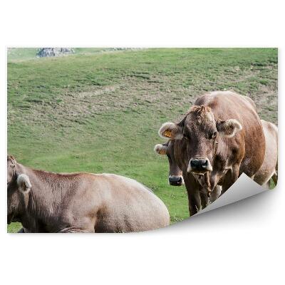 Fototapeta Hovädzí dobytok kravy Španielsko tráva na lúke