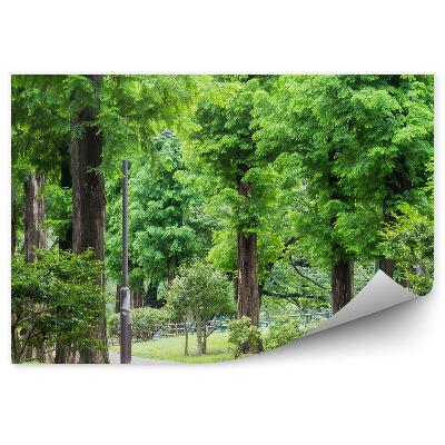 Fototapeta na stenu Chodník park strom zelená