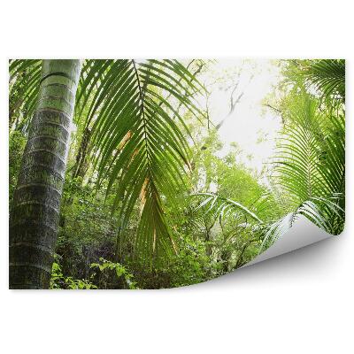 Fototapeta Perspektíva na lesné tropické svetlo