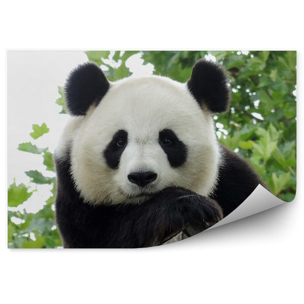 Fototapeta Zamyslená panda na pozadí stromov