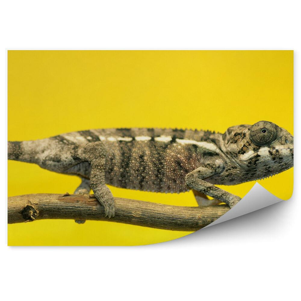 Fototapeta na stenu Hnedý chameleón na žltom pozadí