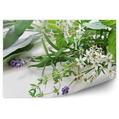 Fototapeta Zloženie byliniek čerstvé zelené kvety listy