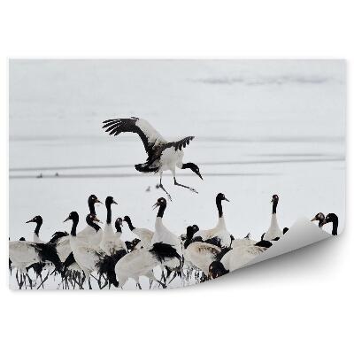 Fototapeta Húf žeriavov na snehu