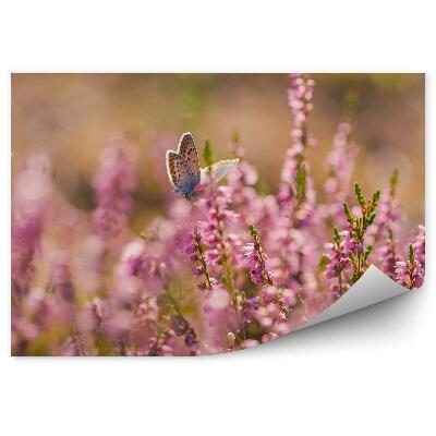 Fototapeta Motýľ Na Vresovom Kvete