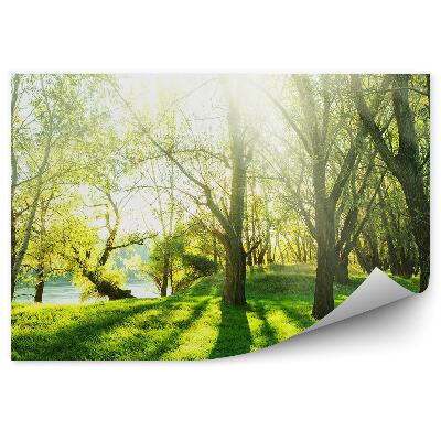 Fototapeta listnatý les rybník