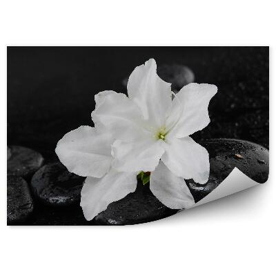 Fototapeta Biele Ľalie Kvety Čierne Kamene Rosa Pozadie
