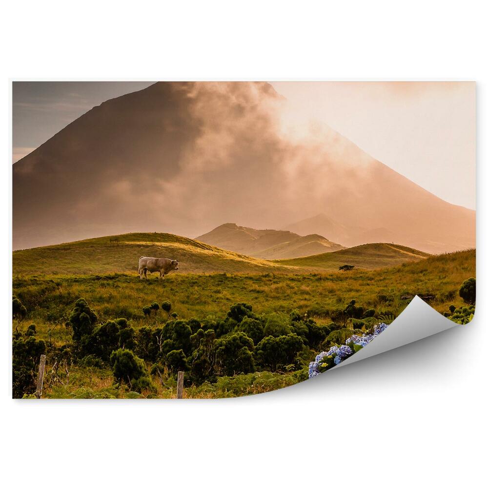 Fototapeta na stenu Býk hora tráva kvety sopka pico-azorach hmla západ slnka