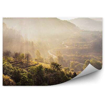 Fototapeta Pohľad na les stromy slnečné lúče