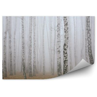 Fototapeta Zimný brezový les