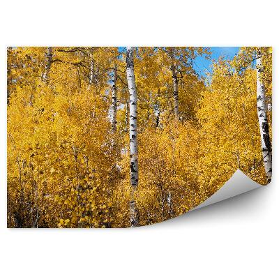 Fototapeta Jesenné brezy v lese