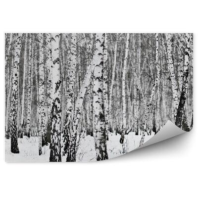 Fototapeta Zimný brezový les