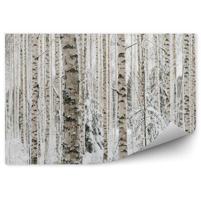 Fototapeta na stenu Zimný brezový les