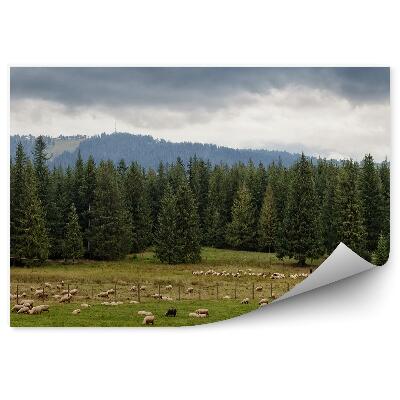 Fototapeta na stenu Tatranská poľana ovce pasúce sa na lúke