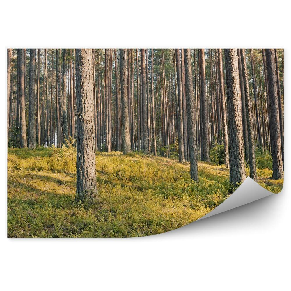 Fototapeta na stenu Trávy ihličnatých lesov