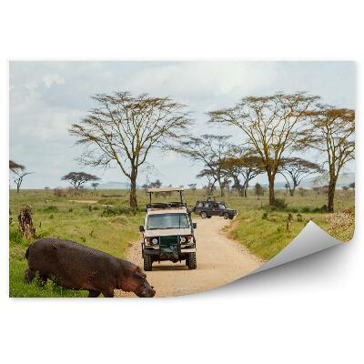Fototapeta Hroch Zviera Cestné Safari Vozidlá