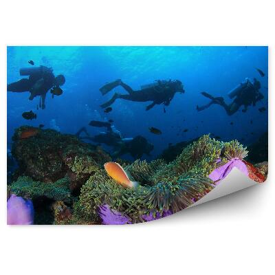 Fototapeta Potápači húfy rýb sasanky