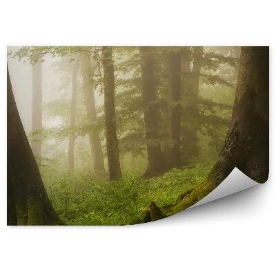 Fototapeta Stromy vetvy mach paprade rastliny hmla