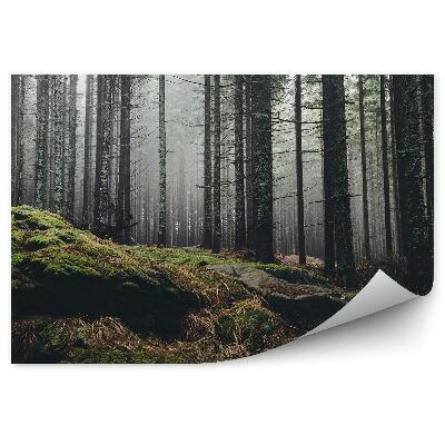 Fototapeta Mlžný borovicový les skaly zelená hmla