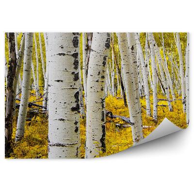 Fototapeta na stenu Biele stromy brezové topole