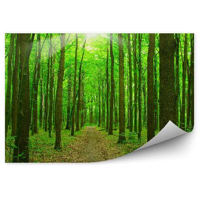 Fototapeta na stenu Listnatý les cesta kríky slnko