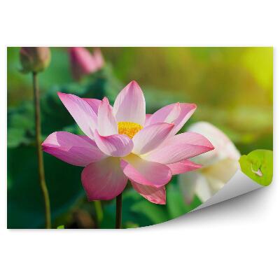 Fototapeta na stenu Lotosové Kvety