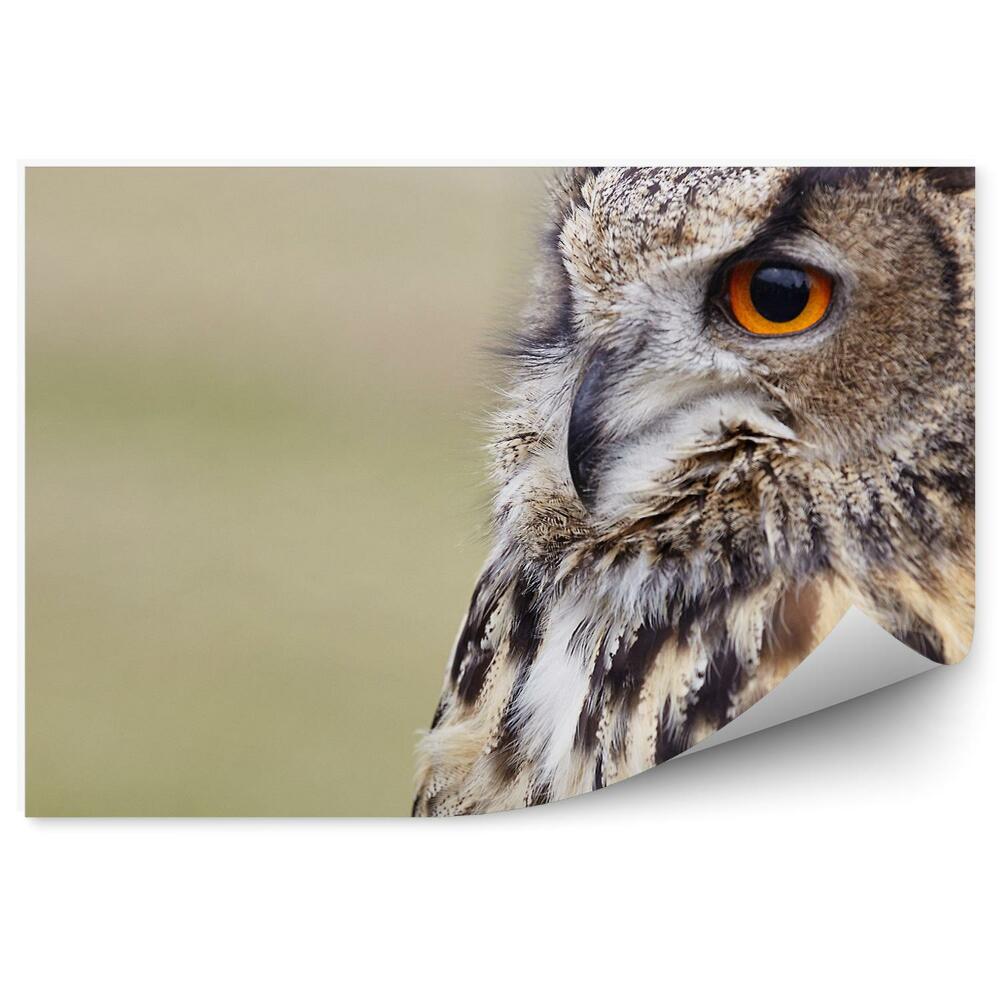 Fototapeta Sova zblízka