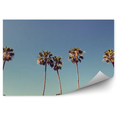 Fototapeta Palmy na pozadí sivej oblohy