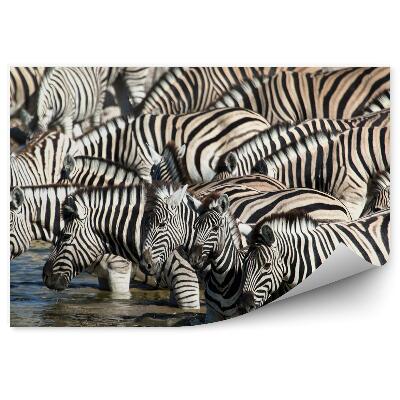 Fototapeta Zebry pri napájadle