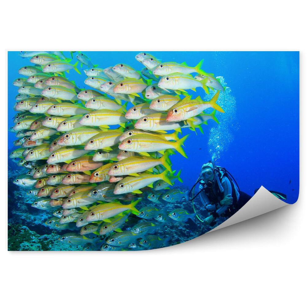 Fototapeta na stenu Húf rýb a potápač