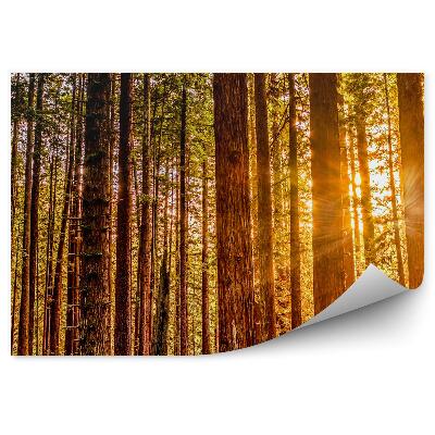 Fototapeta na stenu Červené jesenné svetlo stromy príroda