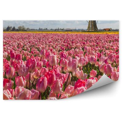 Fototapeta na stenu Ružové Tulipány Veterné Mlyny Obloha Mraky Holandsko