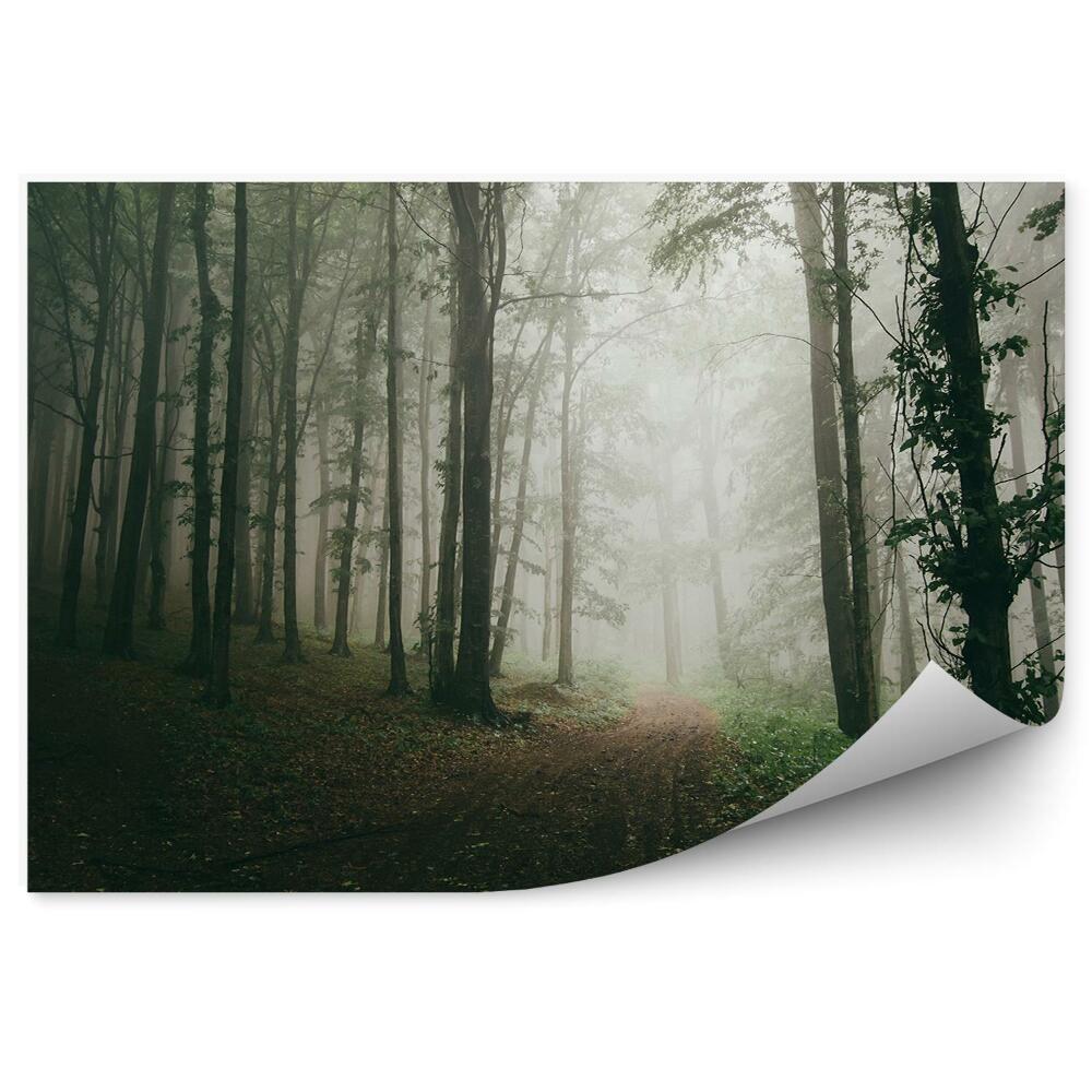 Fototapeta na stenu Cesta lesné stromy