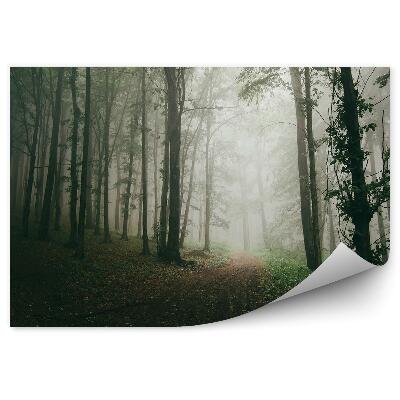 Fototapeta na stenu Cesta lesné stromy