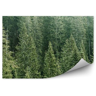 Fototapeta Pohľad na ihličnaté lesy