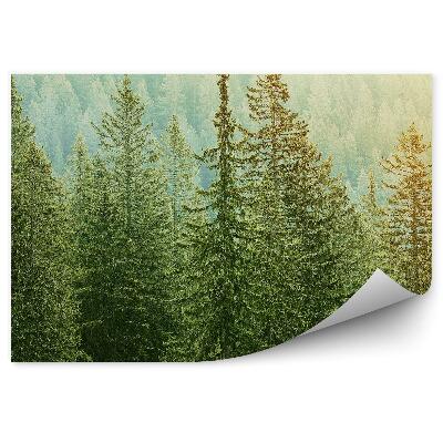 Fototapeta na stenu Pohľad na ihličnaté lesy