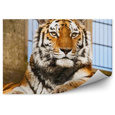 Fototapeta na stenu Tiger v zoo