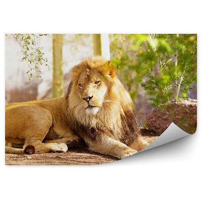 Fototapeta na stenu Lev ležiaci na zemi v džungli