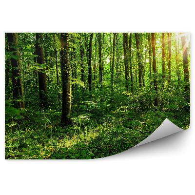 Fototapeta na stenu Lesné stromy letné zelené konáre stromov