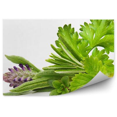 Fototapeta na stenu Korenie bylinky listy zelené biele pozadie