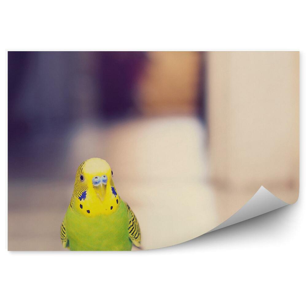 Fototapeta na stenu Papagáj vlnkovaný kráčajúci po podlahe