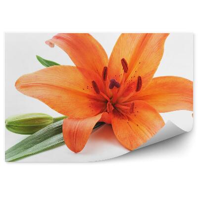 Fototapeta na stenu Oranžové Ľalie Biele Pozadie
