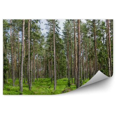 Fototapeta Trávnatý ihličnatý les