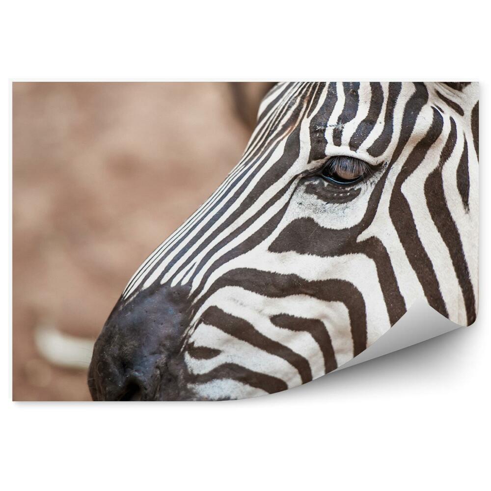 Fototapeta na stenu Pár zebier v zoo