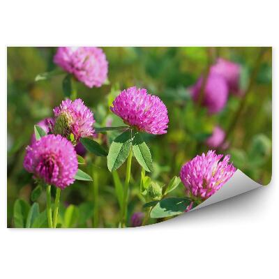 Fototapeta Červené kvety ďateliny lúky zblízka