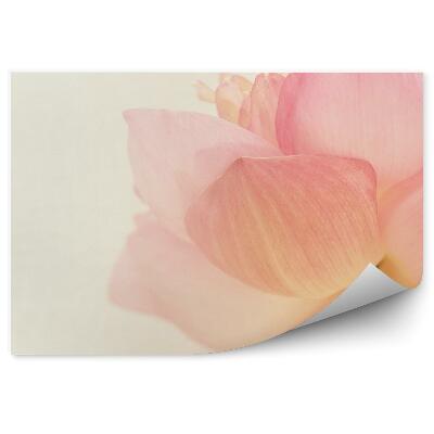 Fototapeta na stenu Ružový Lotosový Kvet Žlté Pozadie