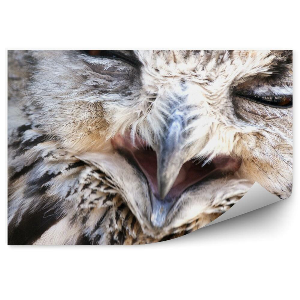 Fototapeta na stenu Portrét sovy výrovej
