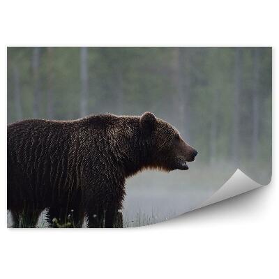 Fototapeta Medveď medzi rannou hmlou