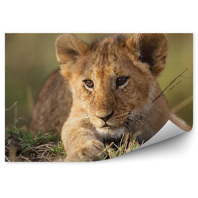 Fototapeta na stenu Levice na tráve